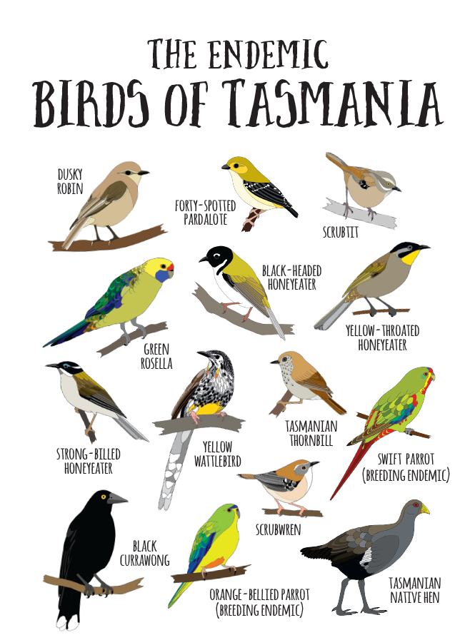 Endemic Birds of Tasmania Print A4