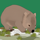 Australian Animal Card - Wombat