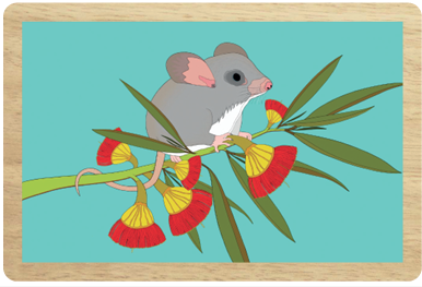 Pygmy Possum Wooden Magnet