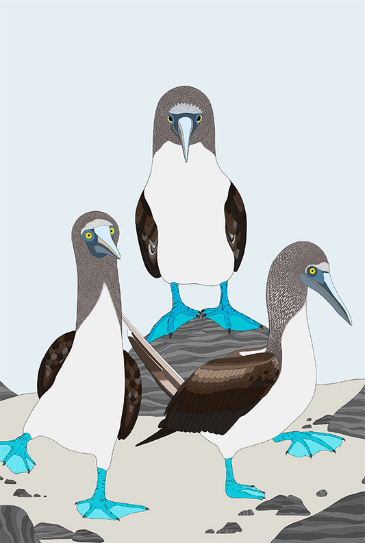 Blue-footed Booby Card