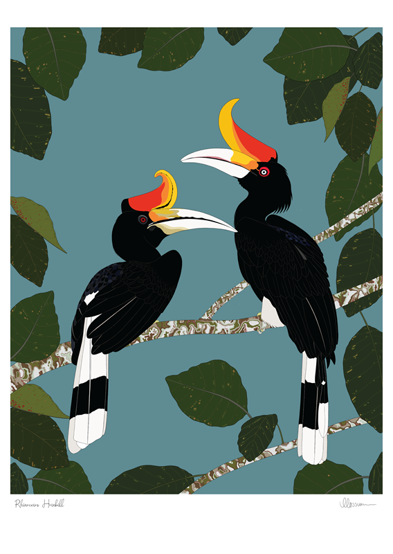 Rhinoceros Hornbill Print