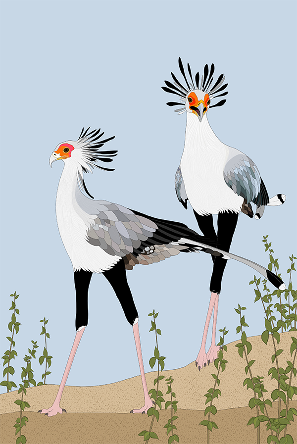 Secretary Bird Card