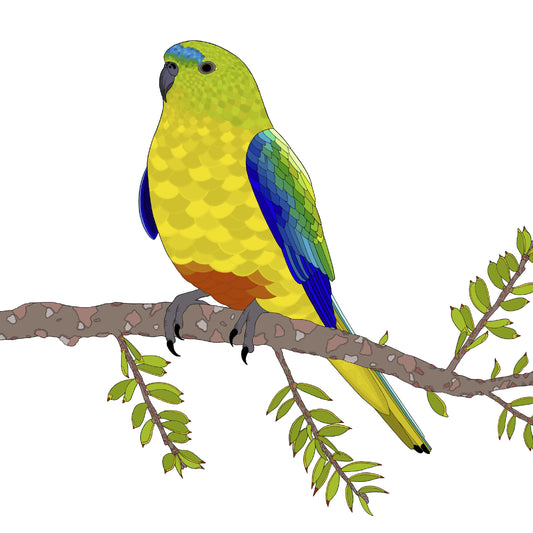 A-Z Australian Animals Orange Bellied Parrot Art Print
