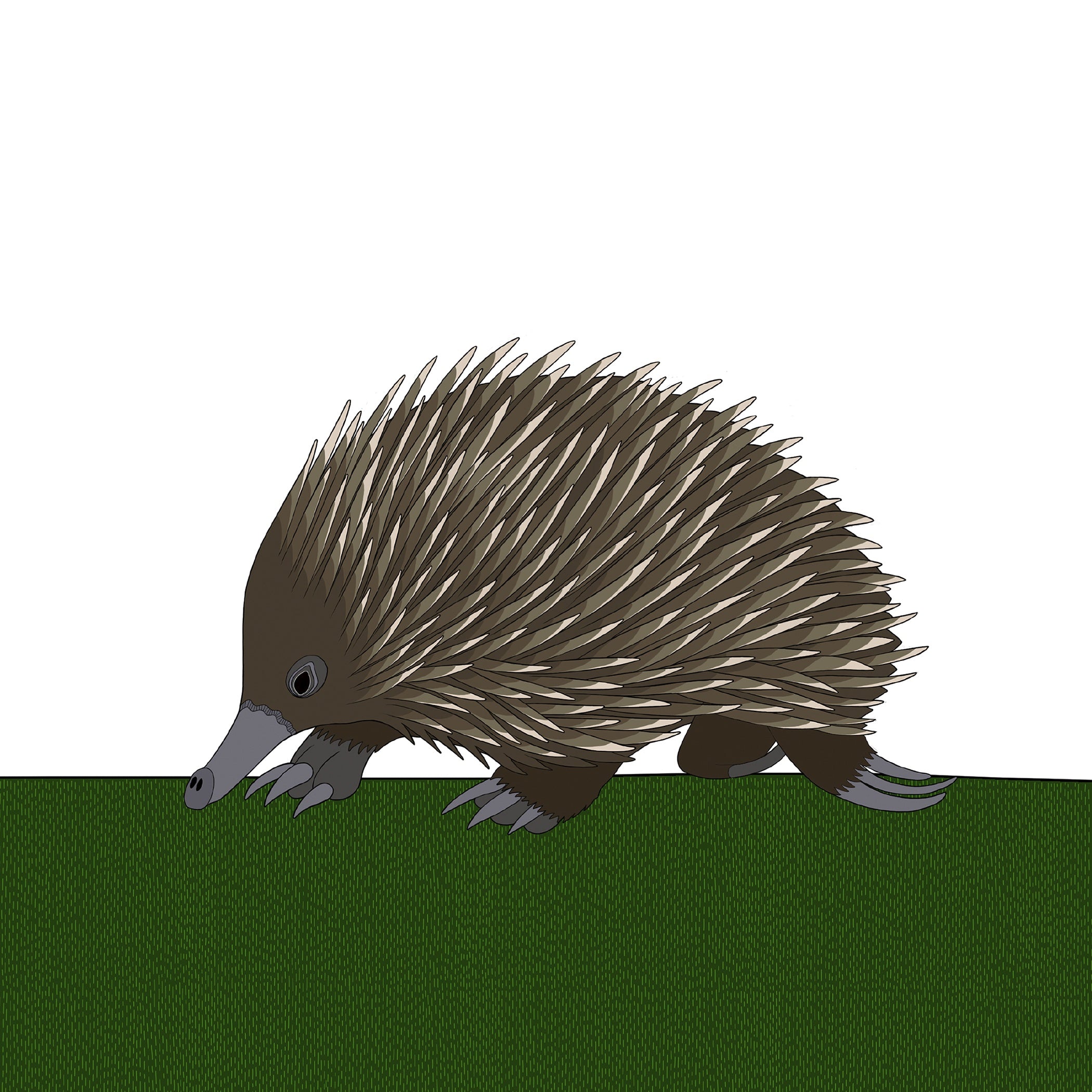 echidna clipart