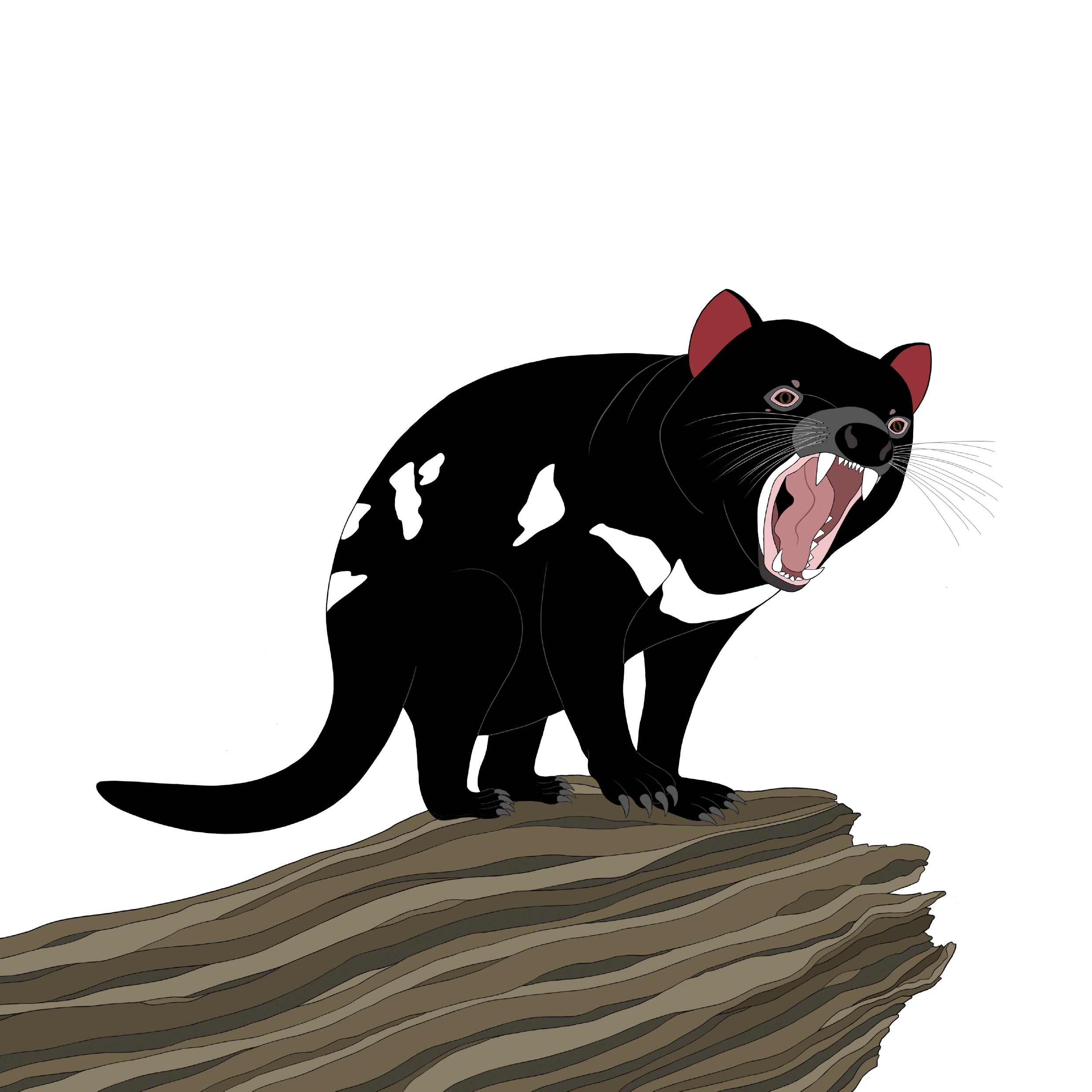 Tassie Devil Sketch, Large A2 Art Print, 2024 Poster by flossy-p. Australian animal, gift.