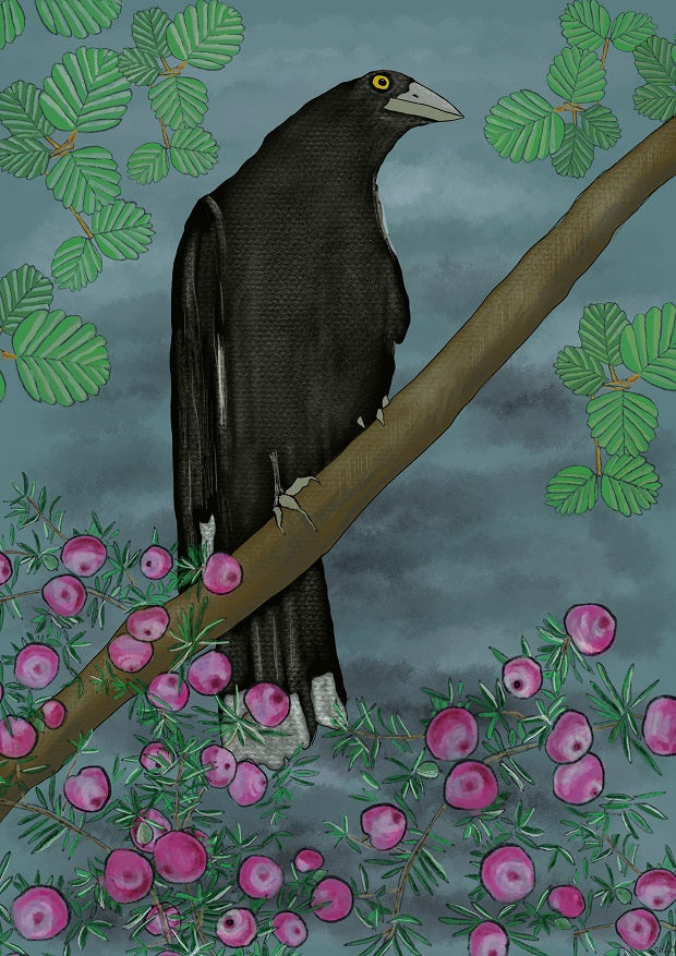 Pink Mountain Berry Currawong Print