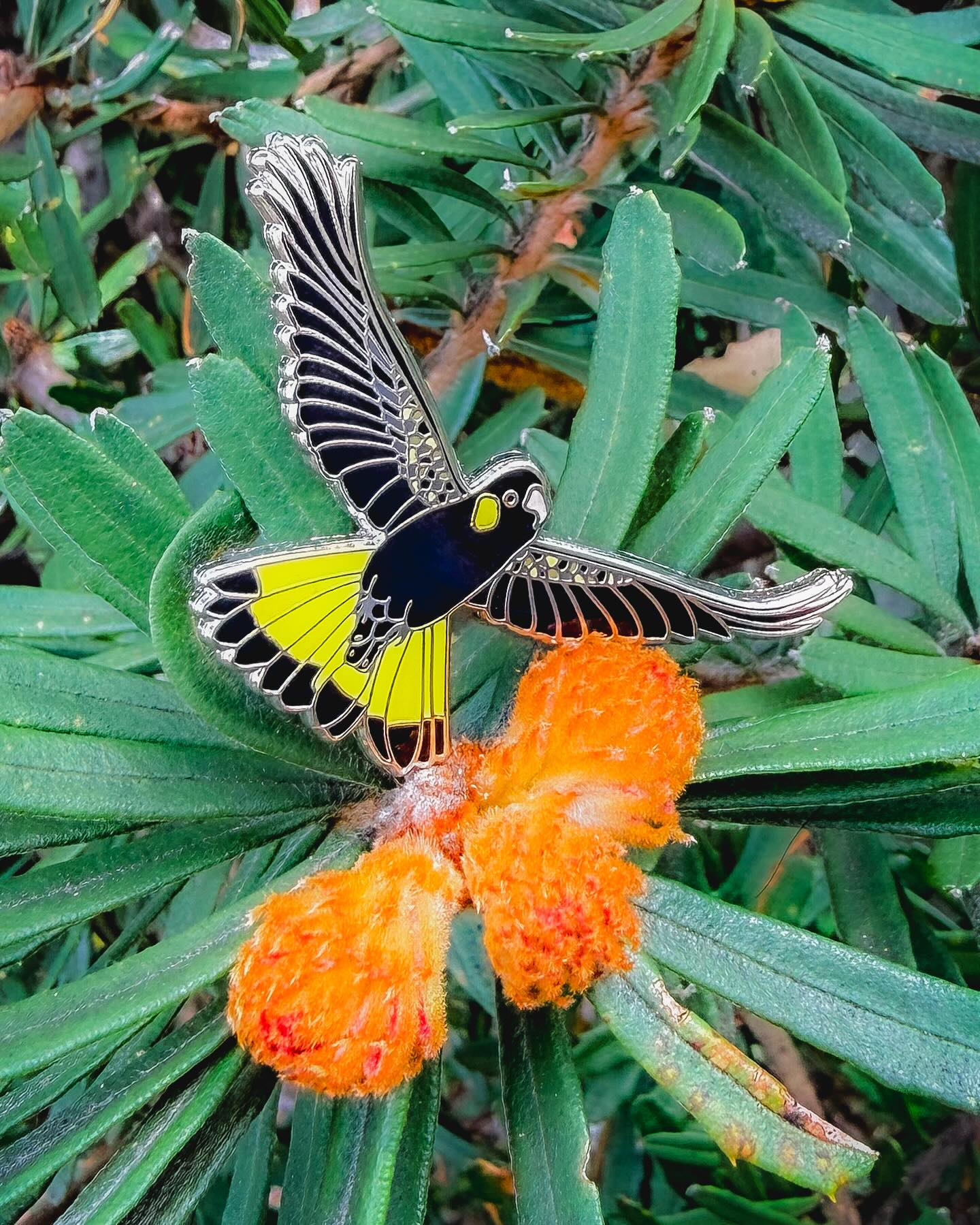 Yellow-tailed Black Cockatoo Pin