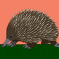 Australian Animal Card - Echidna