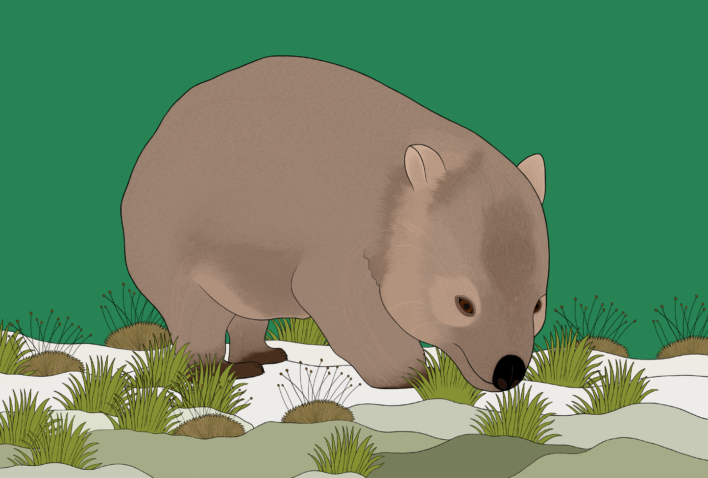 Australian Animal Card - Wombat