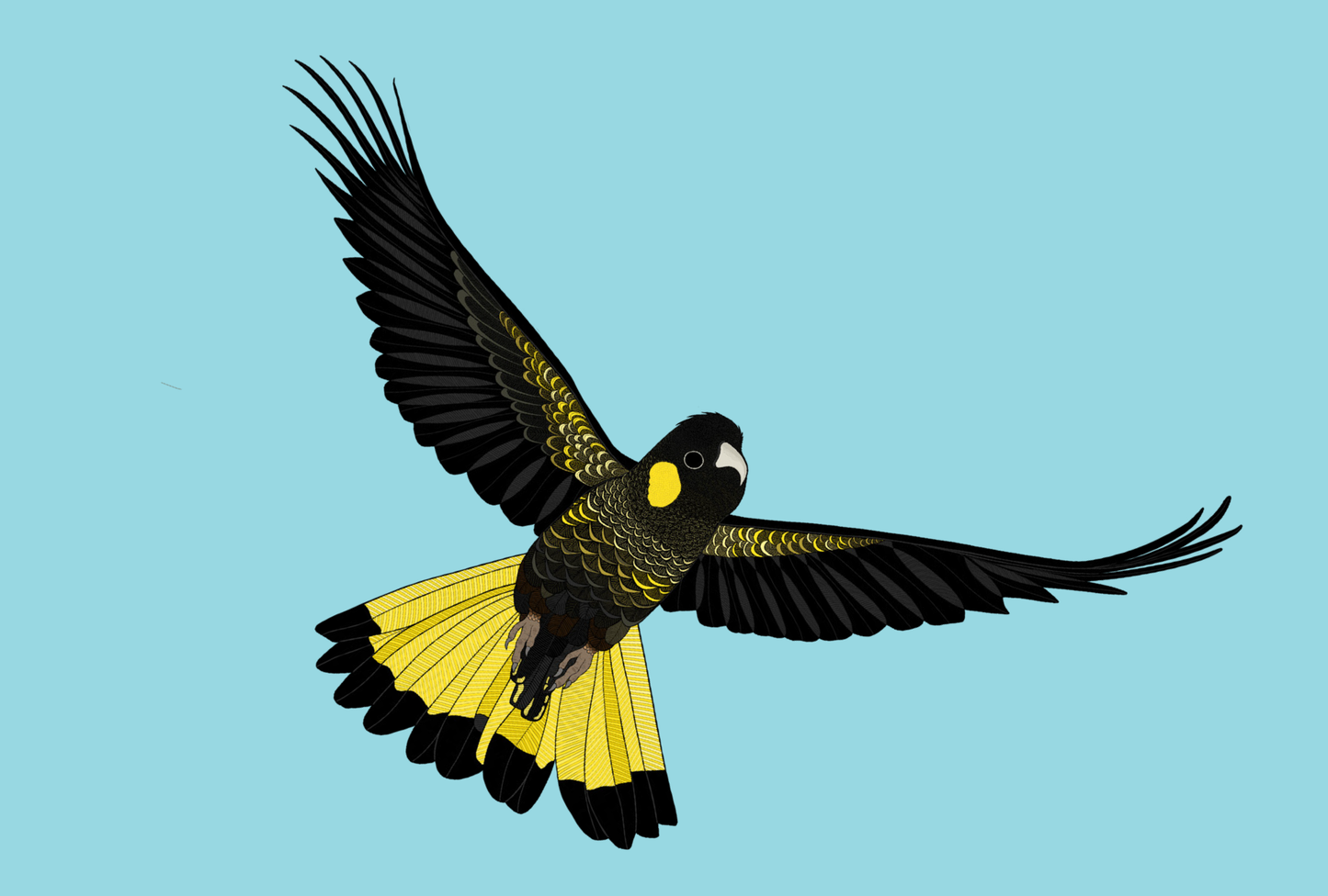 Australian Animal Card - Yellow-tailed Black Cockatoo