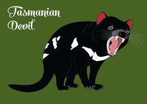 Tasmanian Devil Postcard