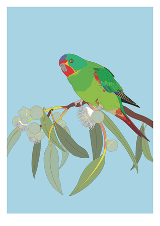 Swift Parrot Limited Edition Print