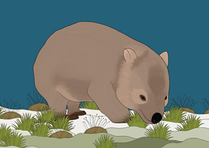 Wombat Postcard