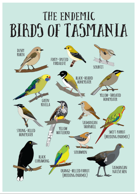 Endemic Birds of Tasmania Print (Blue) A3