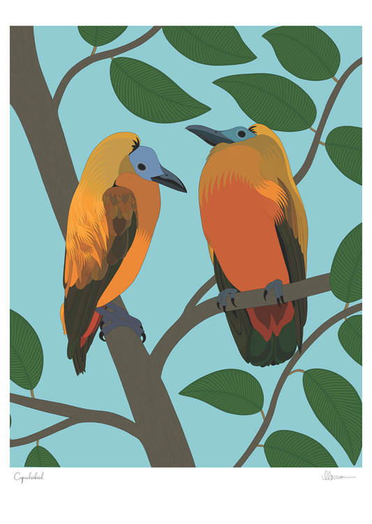 Capuchinbird Print