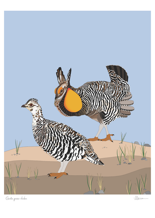 Greater Prairie-chicken Print