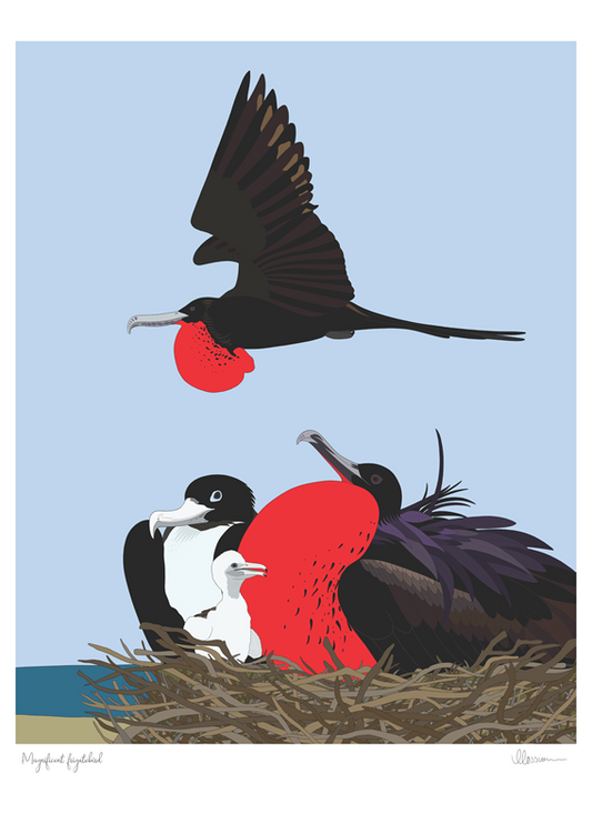 Magnificent Frigatebird Print
