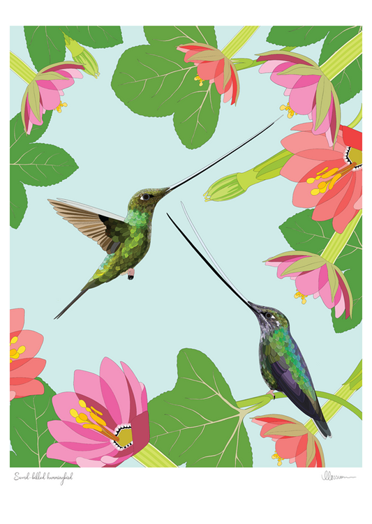 Sword-billed HummingbirdPrint
