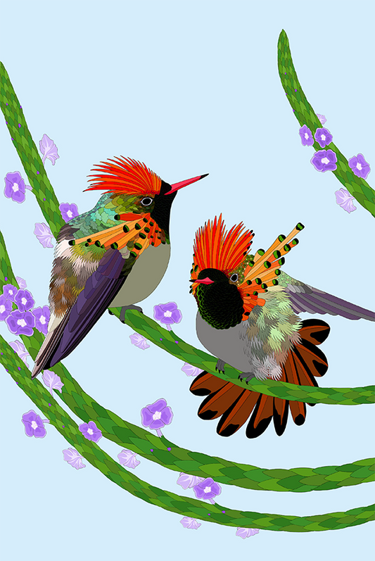 Tufted Coquette Card