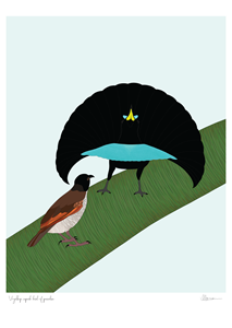 Vogelkop Superb Bird-of-paradise Print