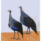 Vulturine Guinea Fowl Print
