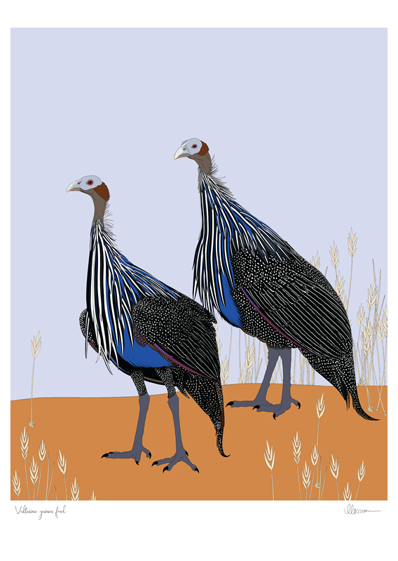 Vulturine Guinea Fowl Print