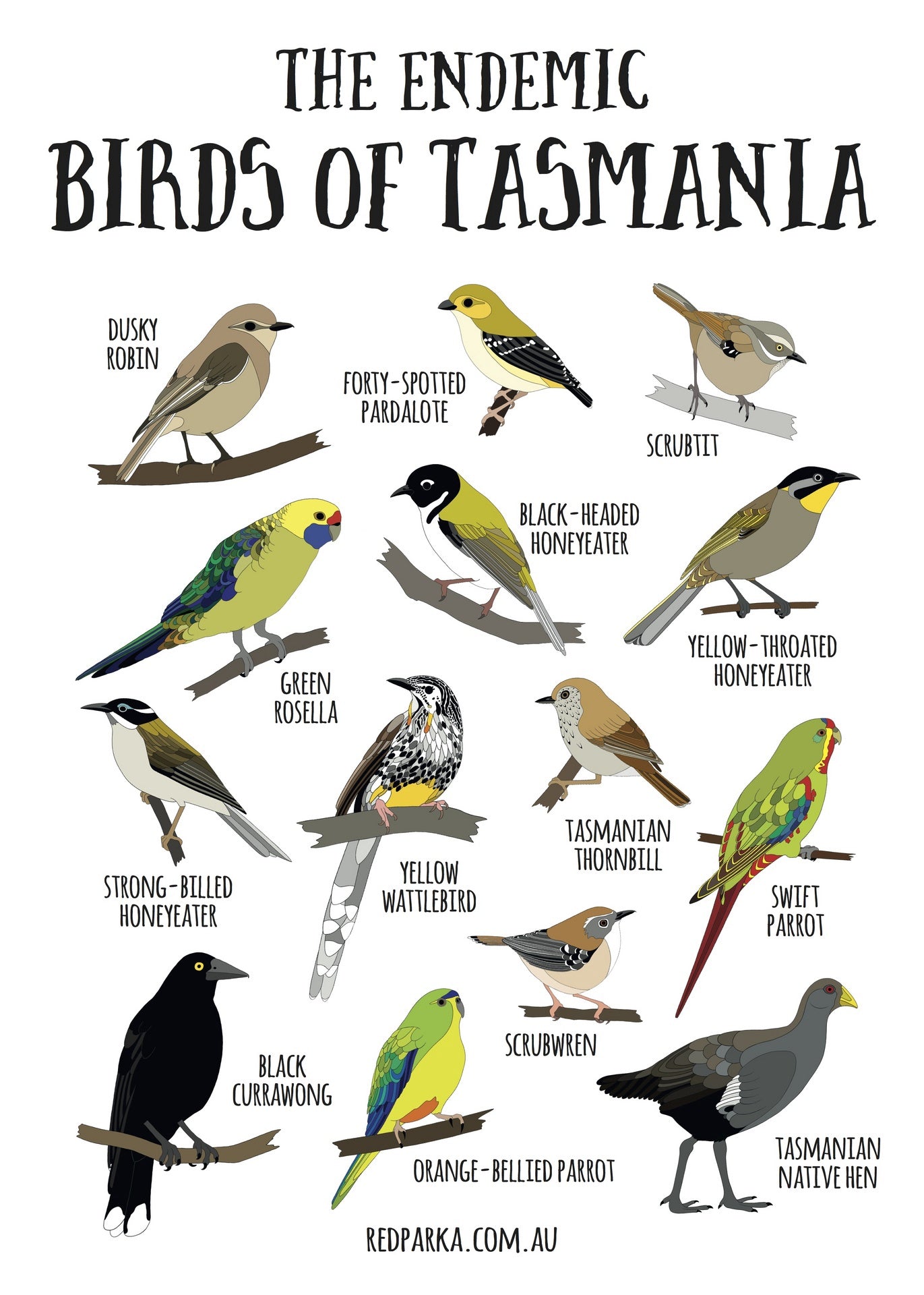 Endemic Birds of Tasmania Chart - Art Print