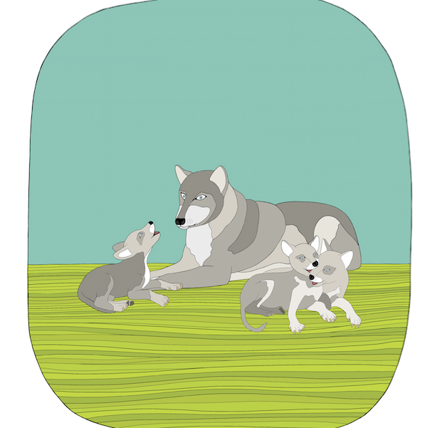 Baby Wolf Art Print