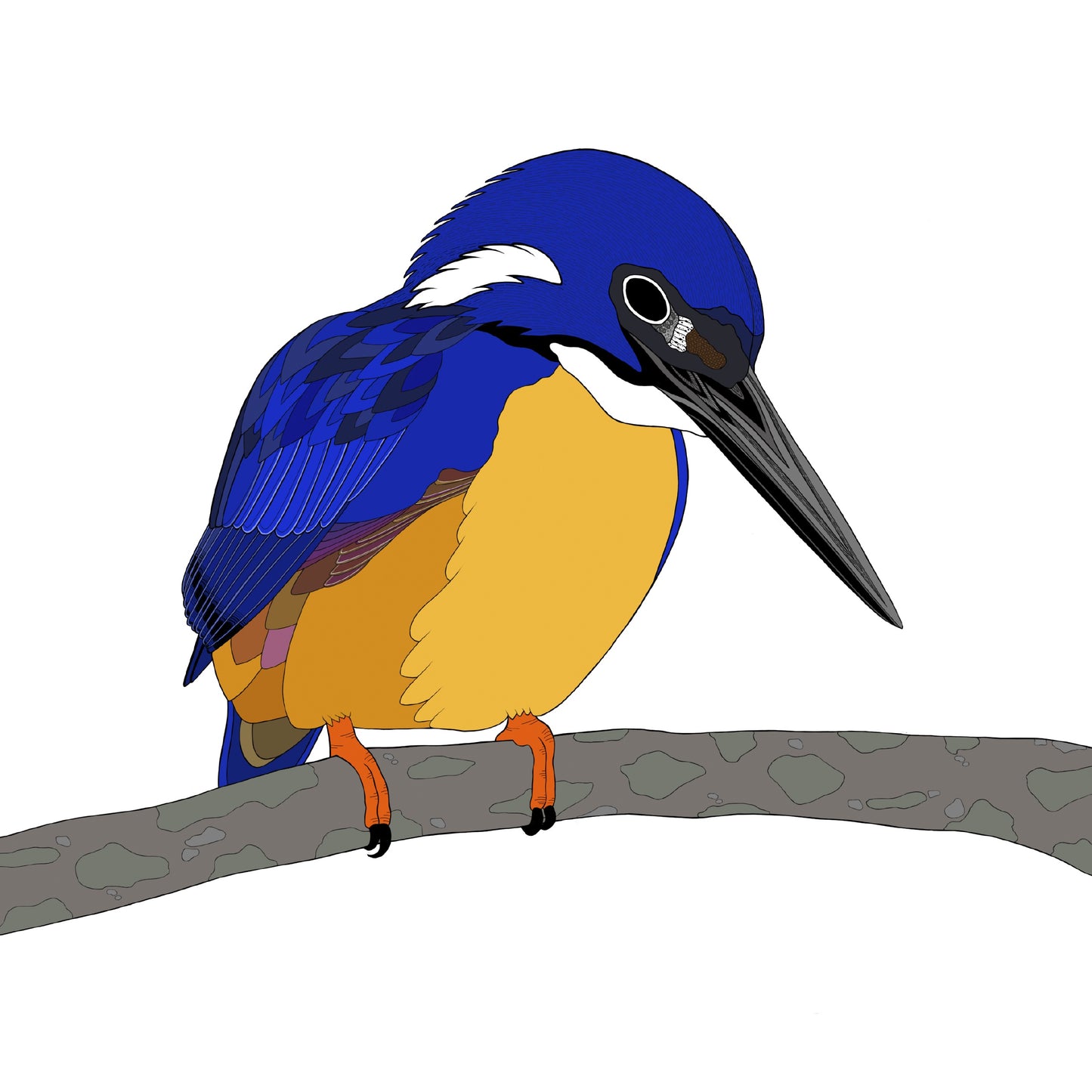 A-Z Australian Animals Azure Kingfisher Art Print