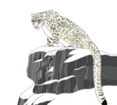 A-Z Snow Leopard Art Print