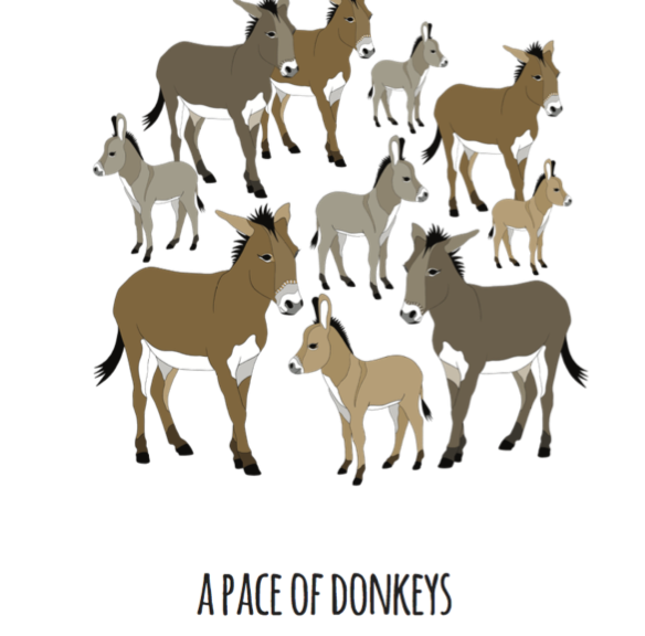 A Pace of Donkeys Art Print