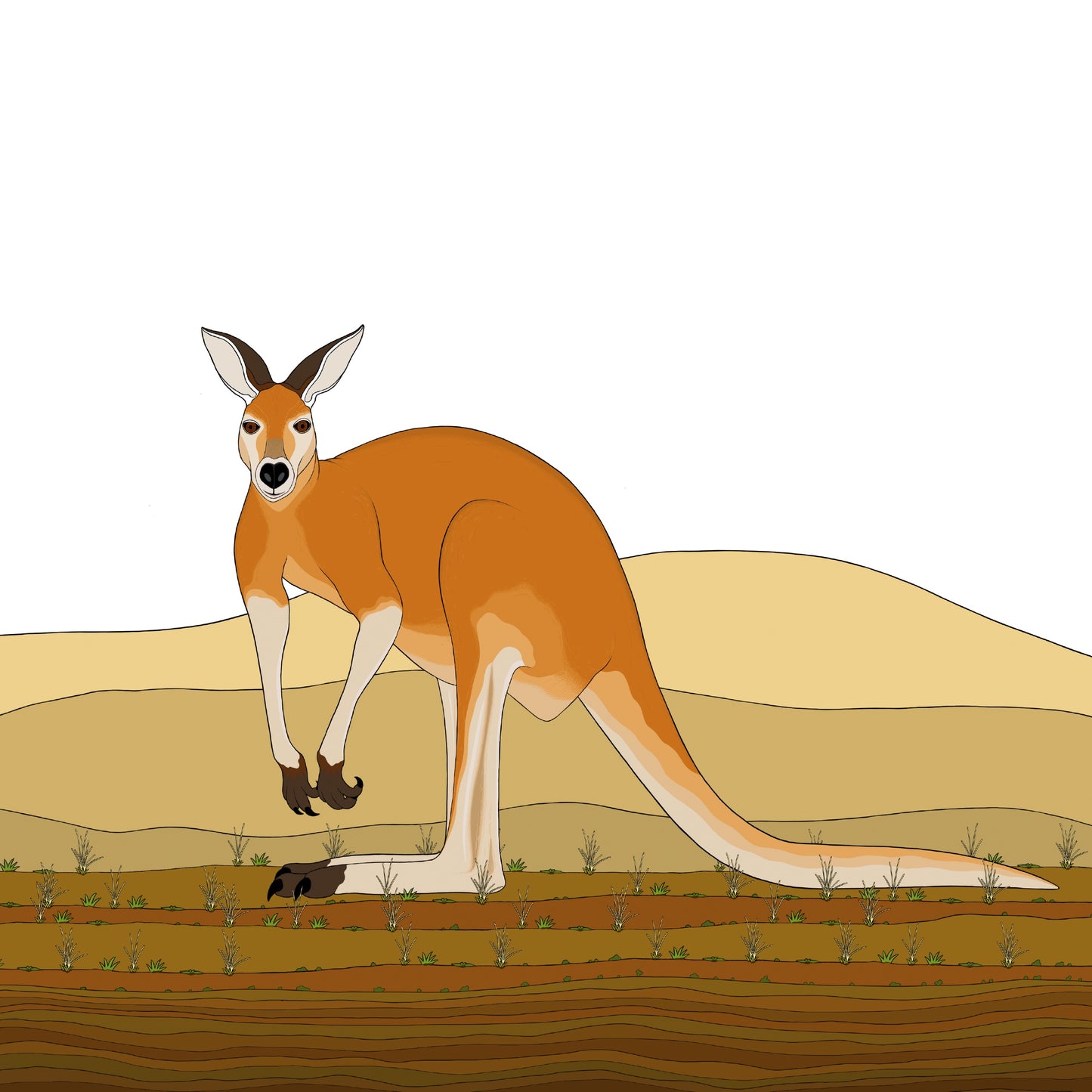 A-Z Australian Animals Red Kangaroo Art Print