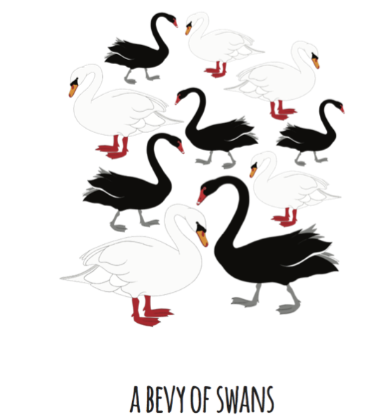 A Bevy of Swans Art Print