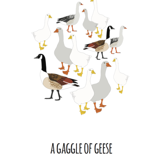 A Gaggle of Geese Art Print