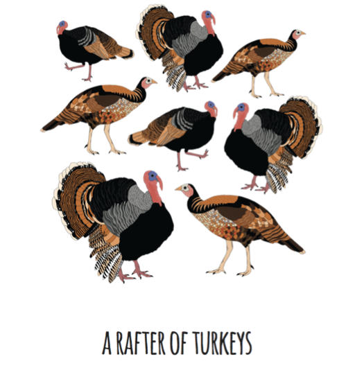A Rafter of Turkeys Art Print
