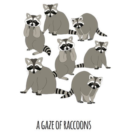 A Gaze of Raccoons Art Print