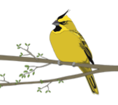 A-Z Yellow Cardinal Art Print