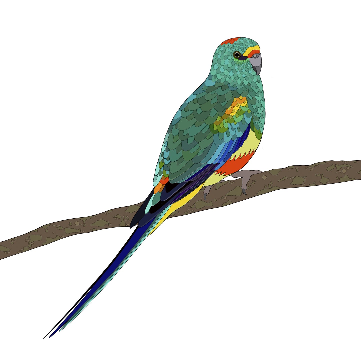 A-Z Australian Animals Mulga Parrot Art Print