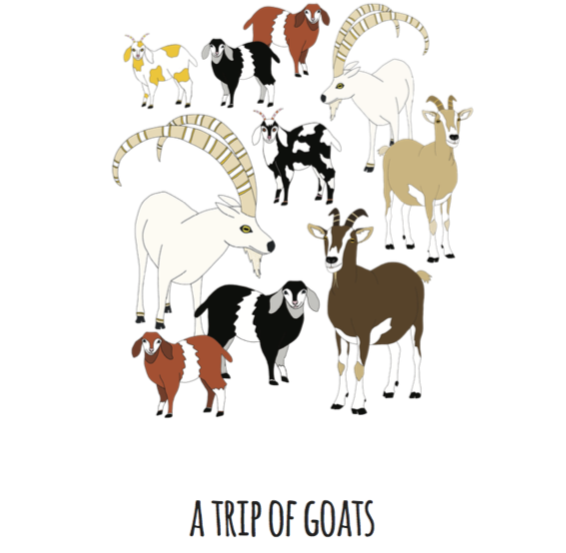 A Trip of Goats Art Print