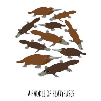 A Paddle of Platypuses Art Print