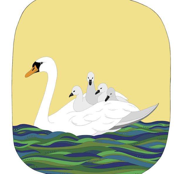 Baby Swan Art Print