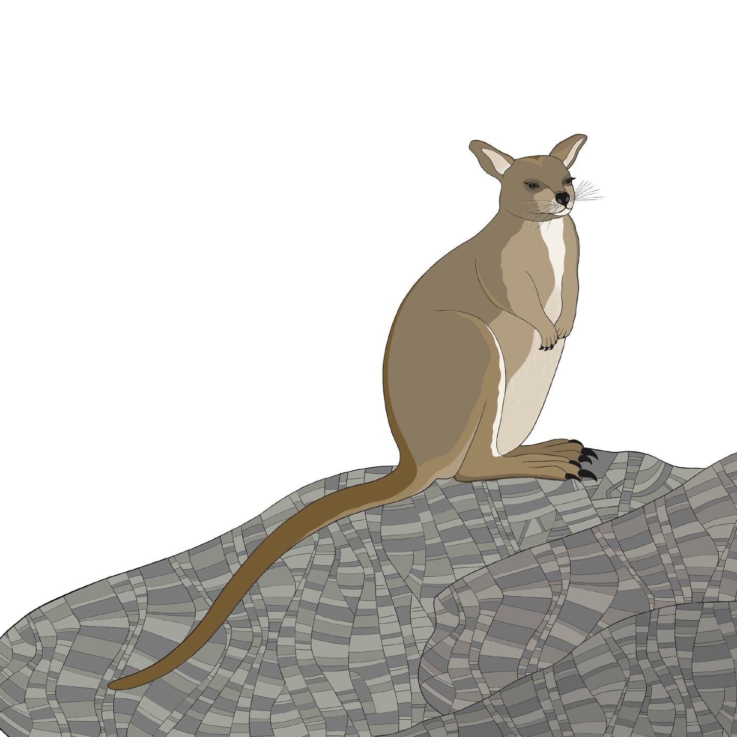 A-Z Australian Animals Unadorned Rock Wallaby Art Print