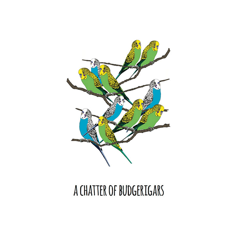 A Chatter of Budgerigars Art Print