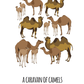 A Caravan of Camels Art Print