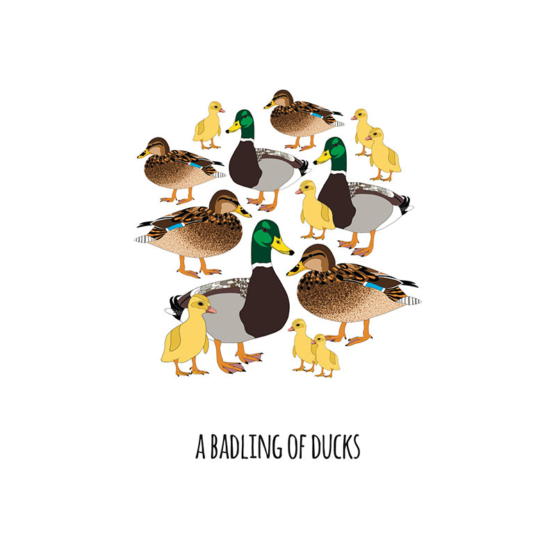 A Badling of Ducks Art Print