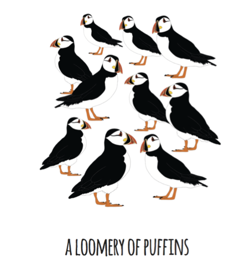 A Loomery of Puffins Art Print