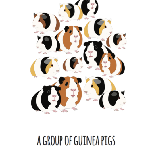 A Group of Guinea Pigs Art Print