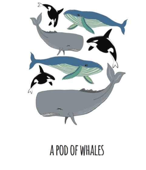 A Pod of Whales Art Print