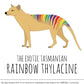 Rainbow Thylacine Sticker