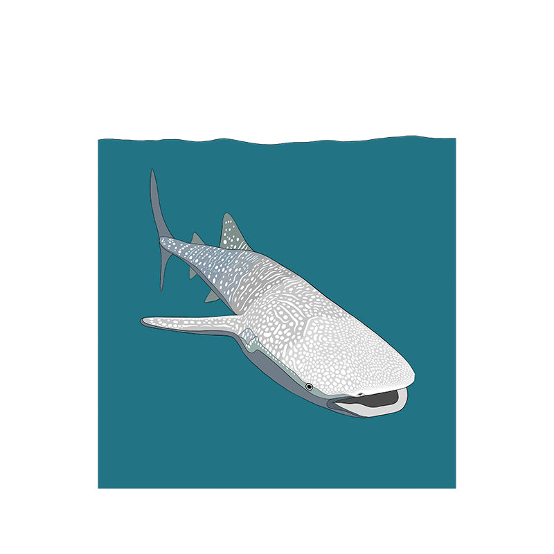 A-Z Whale Shark Art Print